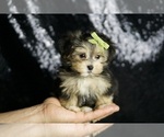 Small #6 Morkie
