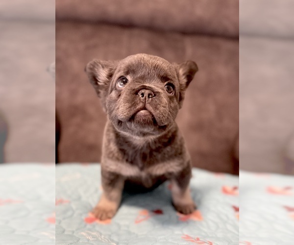 Medium Photo #3 French Bulldog Puppy For Sale in WOODBRIDGE, VA, USA