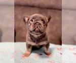 Small #2 French Bulldog