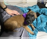 Small Photo #17 Belgian Malinois Puppy For Sale in REESEVILLE, WI, USA