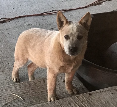 Medium Photo #1 Australian Cattle Dog Puppy For Sale in BASIN, ID, USA