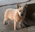 Small Photo #1 Australian Cattle Dog Puppy For Sale in BASIN, ID, USA