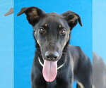 Small #1 Doberman Pinscher-German Shepherd Dog Mix