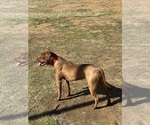 Small Photo #18 American Pit Bull Terrier Puppy For Sale in CHARLOTTE, NC, USA