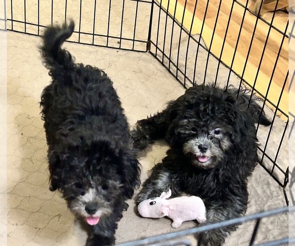 Medium Photo #2 ShihPoo Puppy For Sale in GLOUCESTER, VA, USA