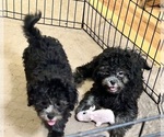 Small #1 ShihPoo