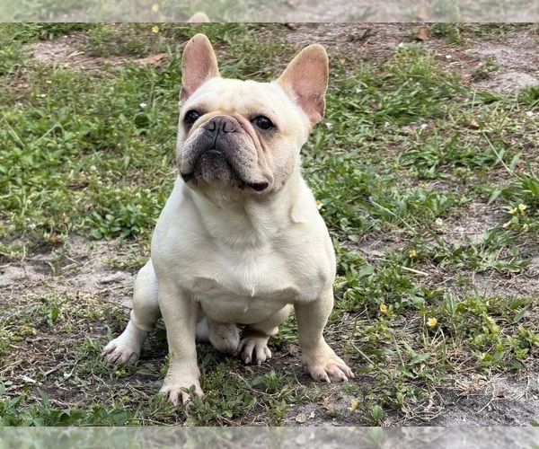 Medium Photo #1 French Bulldog Puppy For Sale in NAPLES, FL, USA