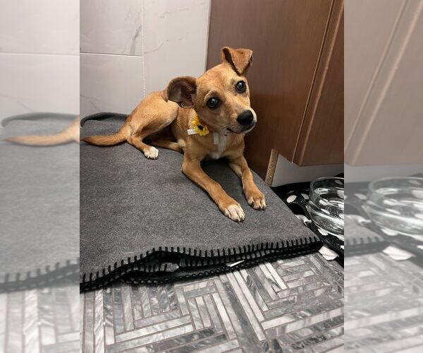 Medium Photo #4 Chihuahua-Unknown Mix Puppy For Sale in Calgary, Alberta, Canada