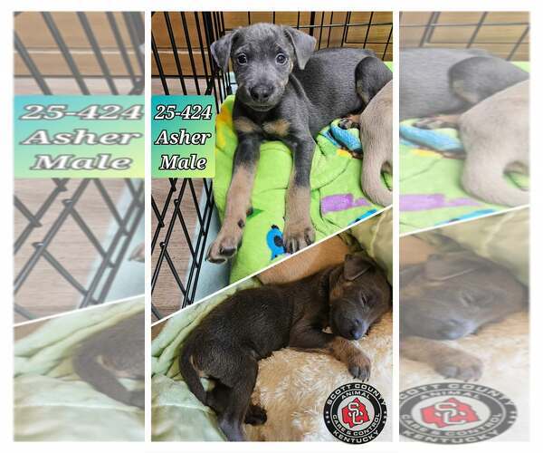 Medium Photo #1 Feist Terrier-Unknown Mix Puppy For Sale in Georgetown, KY, USA
