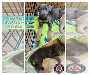 Feist Terrier-Unknown Mix Dogs for adoption in Georgetown, KY, USA