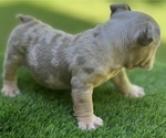 Small Photo #23 Bulldog Puppy For Sale in STOCKBRIDGE, GA, USA
