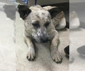 Australian Shepherd Dogs for adoption in Riverside, CA, USA