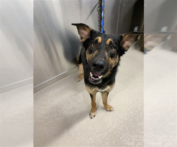 Medium Photo #1 German Shepherd Dog-Unknown Mix Puppy For Sale in Fairbanks, AK, USA