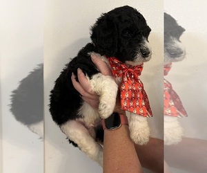 Goldendoodle-Poodle (Standard) Mix Dog for Adoption in ROTONDA WEST, Florida USA