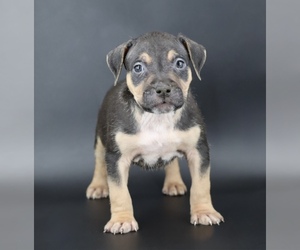 American Bully Puppy for sale in CHAMPAIGN, IL, USA