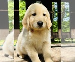Small Photo #38 Golden Retriever Puppy For Sale in AMITY, AR, USA