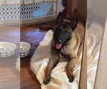 Small #2 Mutt