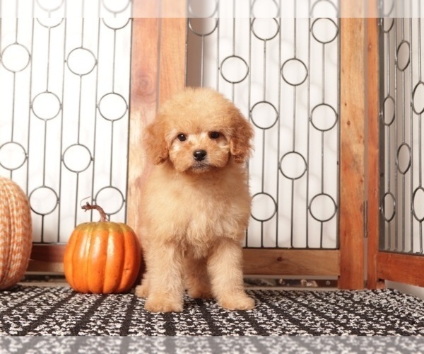 Medium Photo #3 Goldendoodle Puppy For Sale in NAPLES, FL, USA