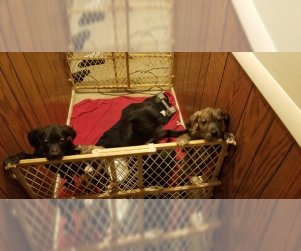 Medium Photo #4 American Bandogge mastiff Puppy For Sale in CLINTON, MD, USA