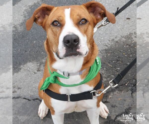 Medium Photo #8 Boxador Puppy For Sale in Washington, DC, USA