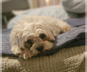 Maltese-Unknown Mix Dogs for adoption in Cranston, RI, USA