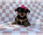 Small #4 Yorkshire Terrier