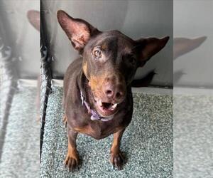 Doberman Pinscher-Unknown Mix Dogs for adoption in Salisbury, NC, USA