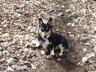 Father of the Pembroke Welsh Corgi puppies born on 04/06/2018