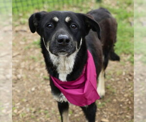 German Shepherd Dog-Unknown Mix Dogs for adoption in San Antonio, TX, USA