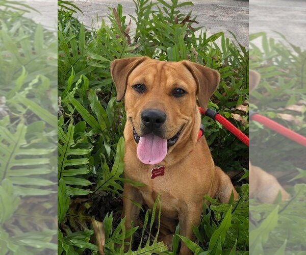 Medium Photo #39 Chinese Shar-Pei-Labrador Retriever Mix Puppy For Sale in Pompano Beach , FL, USA