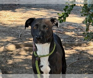 Mutt Dogs for adoption in Martinez, CA, USA