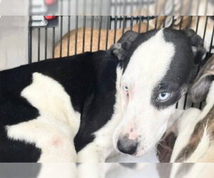 Catahoula Leopard Dog-Unknown Mix Dogs for adoption in Houston, TX, USA