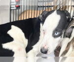 Small Catahoula Leopard Dog Mix