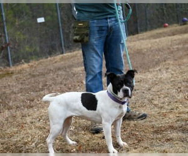 Medium Photo #4 Mutt Puppy For Sale in Glen Allen, VA, USA