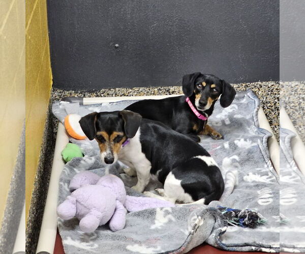 Medium Photo #2 Dachshund-Unknown Mix Puppy For Sale in Metairie, LA, USA