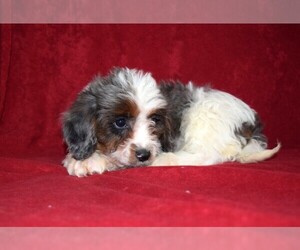 Cavapoo Puppy for sale in BARNESVILLE, KS, USA