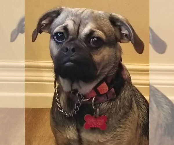 Medium Photo #3 Pug-Unknown Mix Puppy For Sale in San Diego, CA, USA