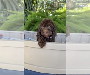 Labradoodle Puppy for sale in FRESNO, CA, USA