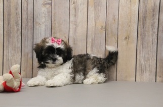 Shih-Poo Puppy for sale in PORTSMOUTH, OH, USA