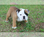 Small Photo #1 English Bulldog Puppy For Sale in ANDERSON, SC, USA