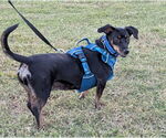 Small #5 Dachshund-Doberman Pinscher Mix