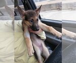 Small Photo #2 German Shepherd Dog Puppy For Sale in Croydon, NH, USA