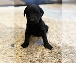 Puppy Puppy 7 Female Labradoodle