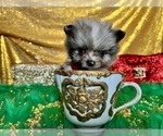 Small Photo #46 Pomeranian Puppy For Sale in HAYWARD, CA, USA