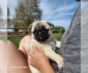 Pug Puppy for Sale in AFTON, Wyoming USA