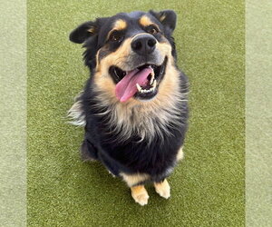 Australian Shepherd-Collie Mix Dogs for adoption in Dallas, TX, USA