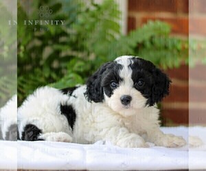 Cavachon Puppy for sale in GORDONVILLE, PA, USA