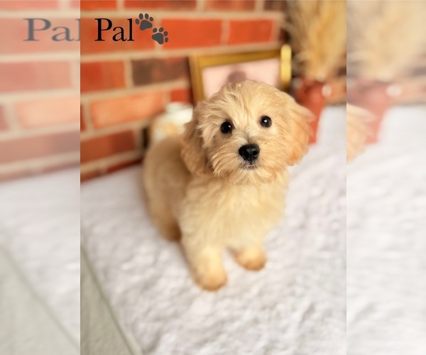 Medium Photo #5 Poo-Ton Puppy For Sale in MURFREESBORO, TN, USA