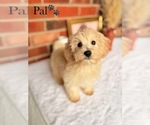 Small #4 Poo-Ton