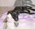 Small Photo #4 Mutt Puppy For Sale in Mooresville, NC, USA